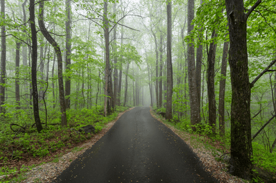 Roaring Fork Motor Nature Trail