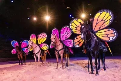 horses wearing butterfly wings at Dolly Parton's Stampede