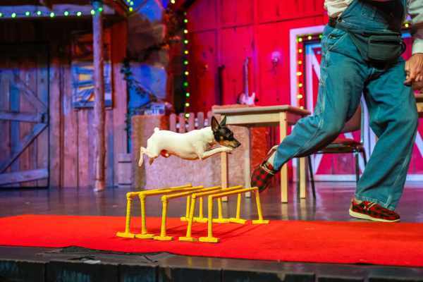 dog show pigeon forge